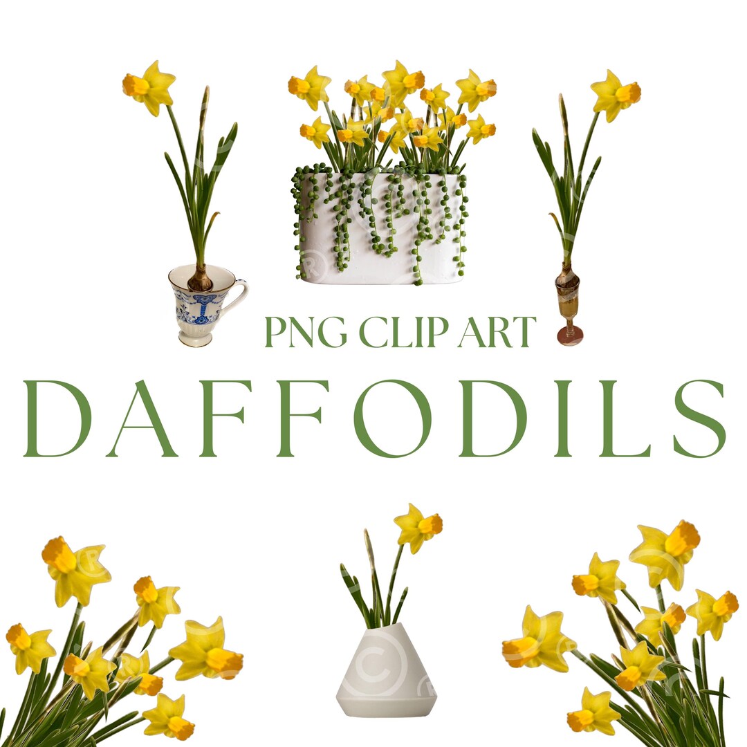 Daffodils PNG Clipart, Watercolor Daffodil Clipart, Spring Clipart ...