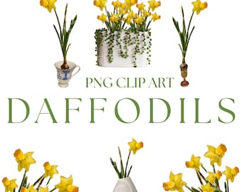 Watercolor Daffodils PNG Clipart: Spring Flower DIY Elements (Digital Download)