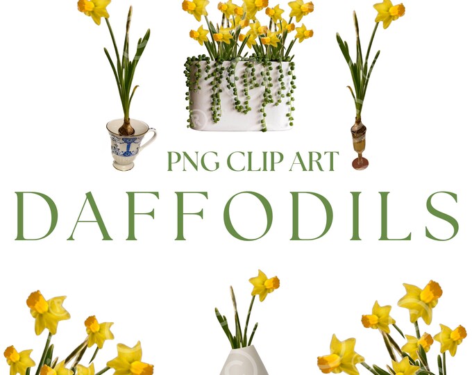Daffodils PNG Clipart, Watercolor Daffodil Clipart, Spring Clipart, Spring Flowers, Daffodil Bouquet, Spring Wedding Clipart, DIY Elements