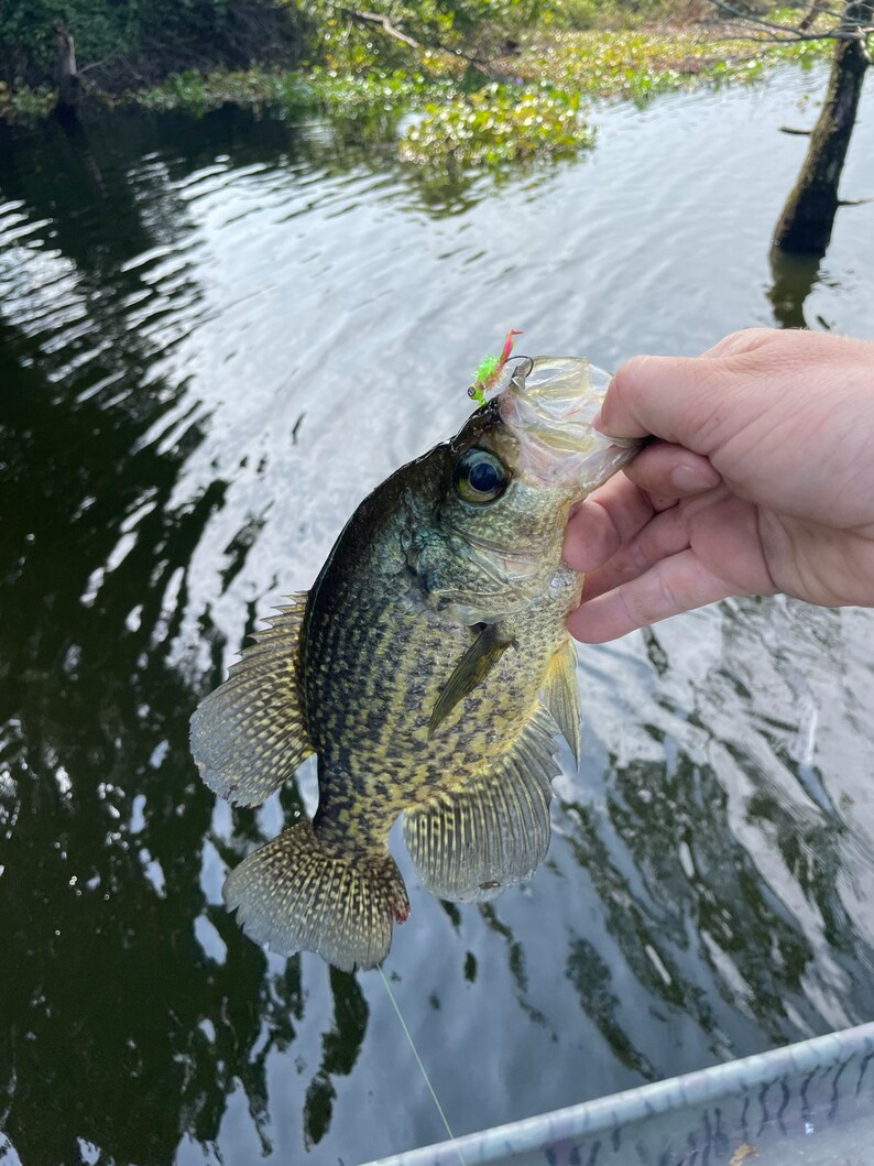 Electric Chicken Crappie Jigs Etsy