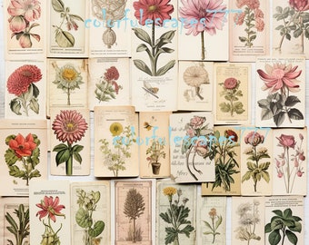 Rosen Junk Journal Seiten, florale Ephemera, Shabby Chic (PNG Digital Download)