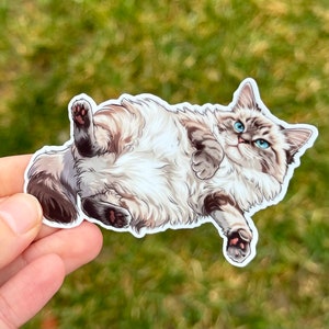 Sticker chat ragdoll pour femme, cadeaux chaton mignon pour les amateurs de ragdoll, stickers chaton pour bouteille d'eau, cadeau chat fou, sticker race de chat