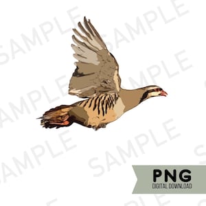 Chukar PNG Chukar Hunter Design Upland Bird Hunting PNG Hunting Sublimation  Bird Hunter design for Chukar Hunter Flying Chukar for tshirt