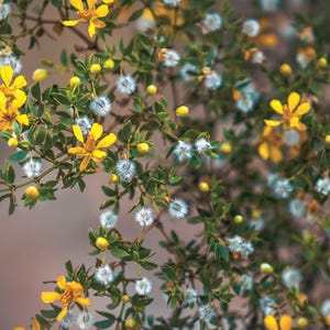 Sérum facial Belleza Sagrada: Botánicos del desierto, incienso y mirra / Frasco de vidrio de 30 ml imagen 5