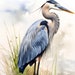 Watercolor Blue Heron Matte Print - Etsy