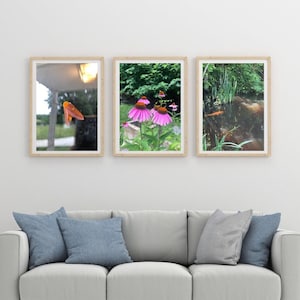 Rosy maple moth, Echinacea flowers and a Koi fish