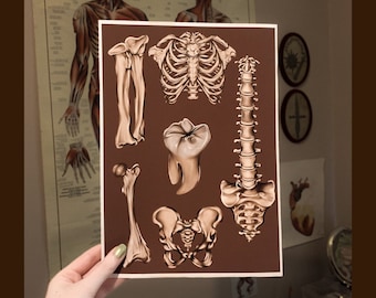 Bone Collection A4 Matt konsttryck Kuslig anatomi väggkonst