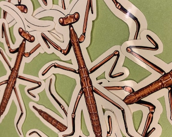 Bug Stick Insect Walking Stick Glossy Die Cut Vinyl Handmade Insect Sticker