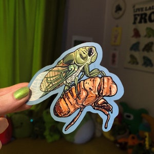 Puede incluir: Una pegatina con una cigarra verde y marrón con alas, posada sobre una cáscara de cigarra marrón. La pegatina está sobre un fondo azul.