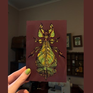 Blattkäfer Phylliidae Glossy Mini 4 &#39;x 6&#39; Kunstdruck Handgefertigte Insektenwandkunst
