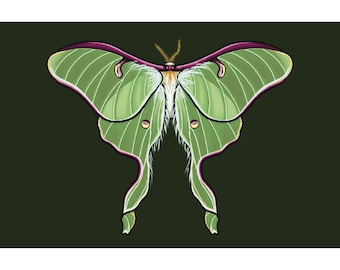Mini impression d'art brillante Luna Moth 4 x 6 pi, dessin d'un papillon de nuit, art mural