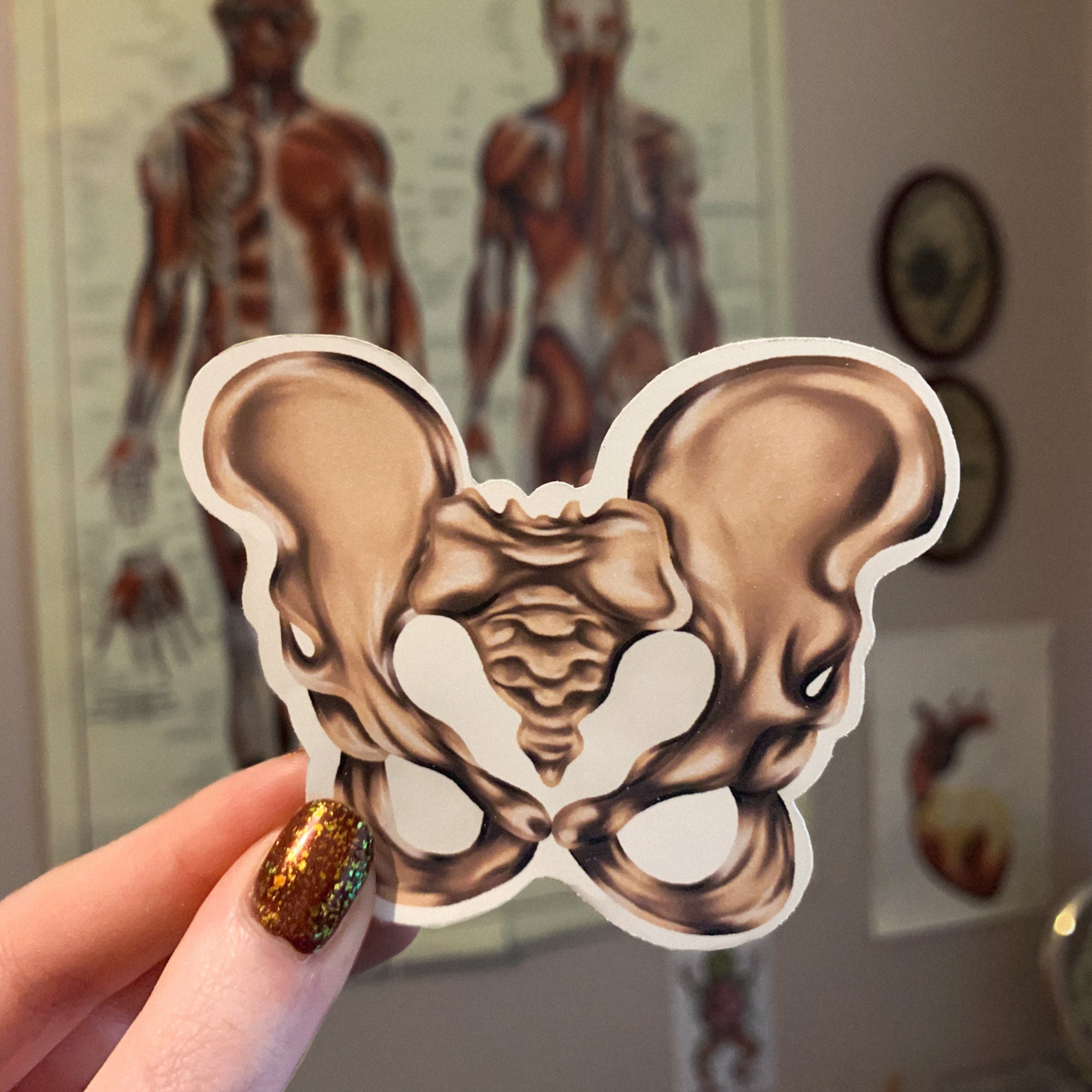 Bone Stickers Bag of Bones Anatomy Matte or Glossy Die Cut Vinyl Creepy ...