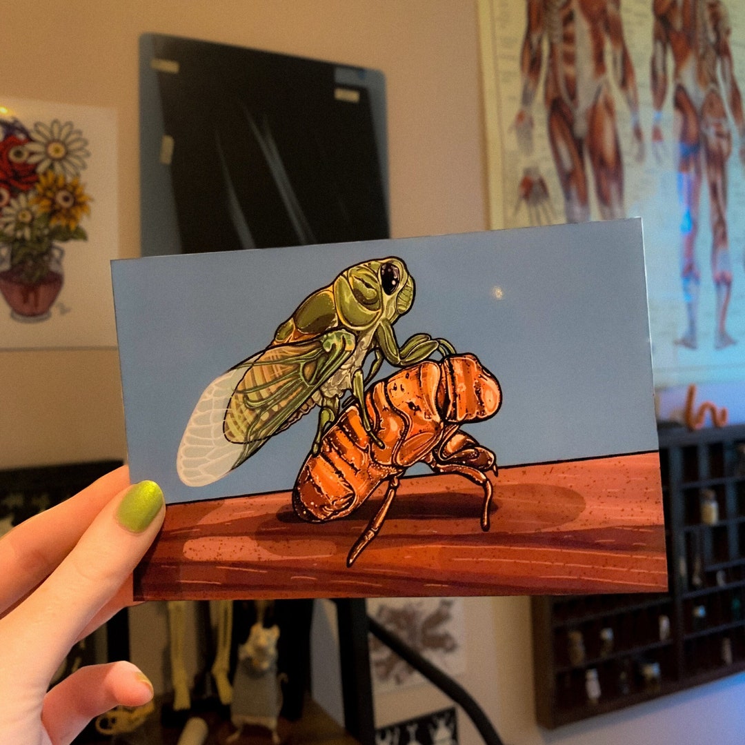 Cicada & Shell Glossy Art Print: Insect Wall Decor (4x6) - Etsy