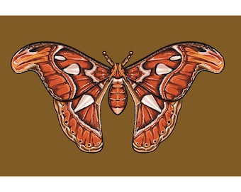 Atlas Moth Mini Glossy Art Print 4’ x 6’ Moth Drawing Wall Art