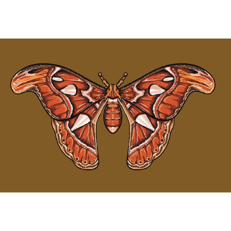 Atlas Moth Mini Glossy Art Print 4’ X 6’ Moth Drawing Wall Art - Etsy