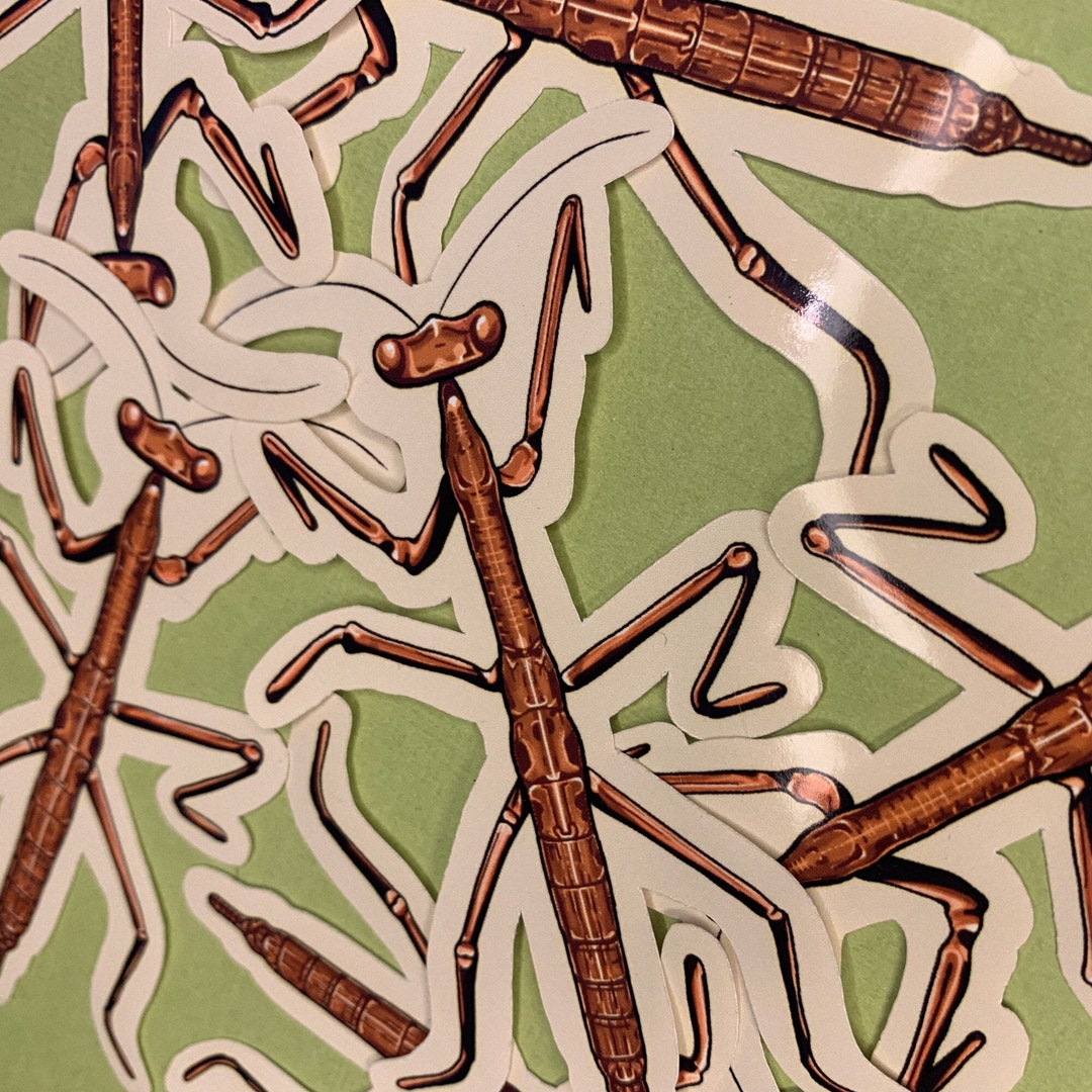 Bug Stick Insect Walking Stick Glossy Die Cut Vinyl Handmade Etsy