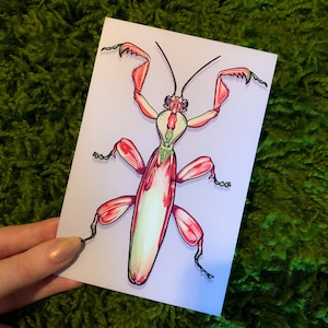 Puede incluir: Una ilustración de una mantis religiosa rosa y verde sobre un fondo blanco. La mantis tiene patas largas y delgadas y un cuerpo largo y delgado.