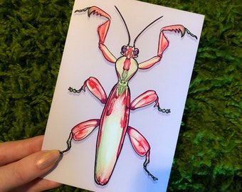 May include: A pink and green praying mantis illustration on a white background. The mantis has long, thin legs and a long, slender body.