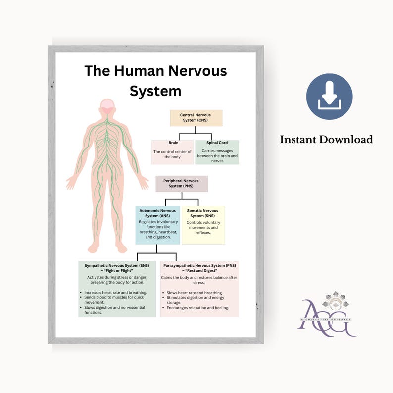 Human Nervous System Poster | Somatic Therapy Wall Art | Printable ...