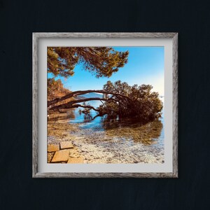 The Pine Walk, Puerto Pollensa, Majorca. Digital print / download