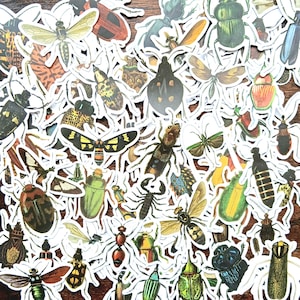 20 pegatinas de insectos. Paquete de pegatinas de insectos para Kindle, decoración para laptop, álbumes de recortes, diarios, manualidades, agendas, escarabajos, abejas y libélula.