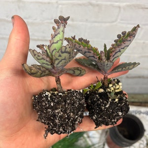 10 Mother of Thousands Rooted Plugs, 10X 8CM Succulent Mexican Hat Devils Backbone