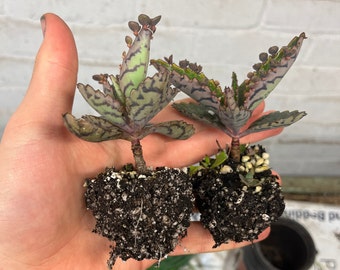 Two Mother of Thousands Rooted 2X 8CM Succulent Mexican Hat Plant Devils Backbone