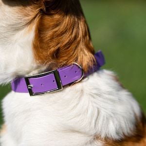 Könnte beinhalten: Nahaufnahme eines Hundes, der ein violettes Lederhalsband mit einer silbernen Schnalle trägt.