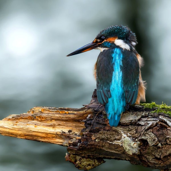 Tierfotografie auf Leinwand: Viele Motive / Größen - Jedes Bild mit eigener Geschichte.