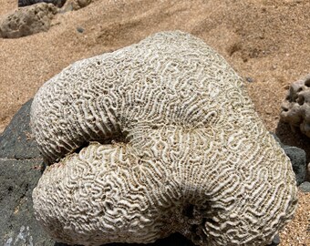 ENORME fossile antico di corallo cerebrale proveniente da Porto Rico