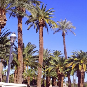 Canary Island Date Palm Seed