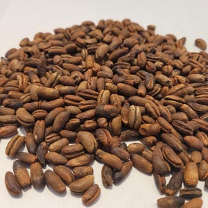 Silver Date Palm Seed