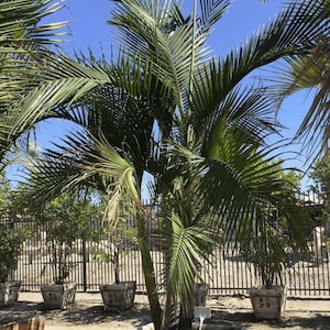 King Palm Seed
