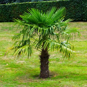 Cold Tolerant Palm Seed Bundle
