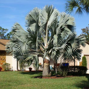 10 Bismarck Palm Seed