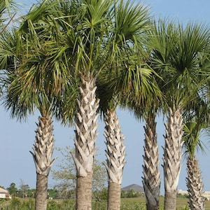 Palm Seed Bundle