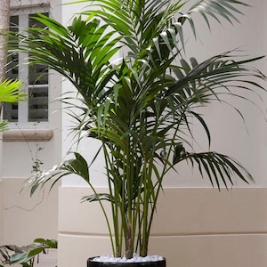 Indoor Palm Seed Bundle