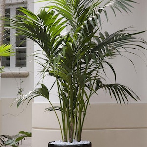 Kentia Palm Seed