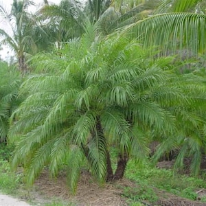 Pygmy Date Palm Seed(Phoenix roebelenii)