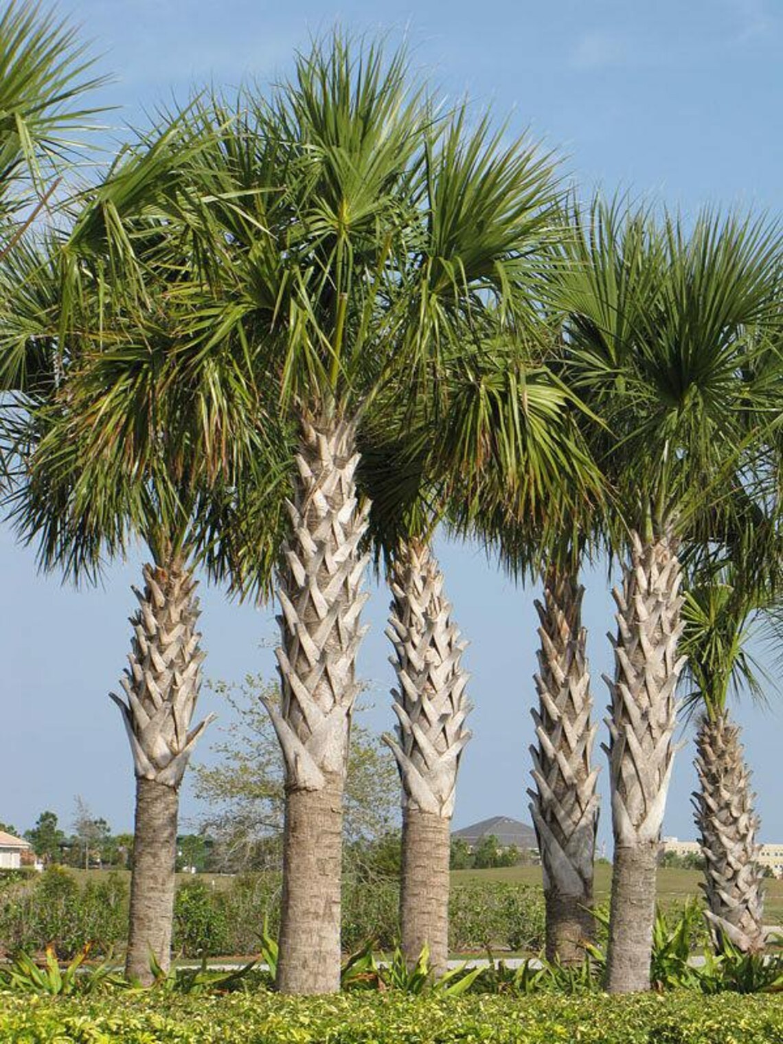 Sabal Palmetto Seed / Cabbage Palm Seed - Etsy