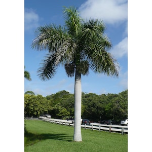 Florida Royal Palm Seed