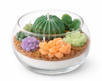 Vela de terrario suculenta con cera de soja de cactus en recipiente de vidrio