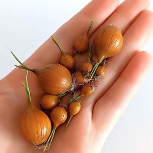 Miniature Realistic onion in scale 1\6, 1/12, Miniature food for dollhouse, Miniature vegetable, Mini onion for American Girl, Paola Reina