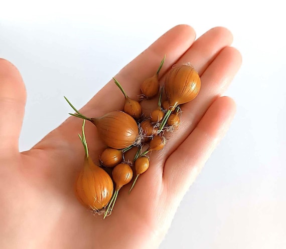 Miniature Onion, Realistic Dollhouse Vegetable, 1/6 1/12 Scale - Etsy