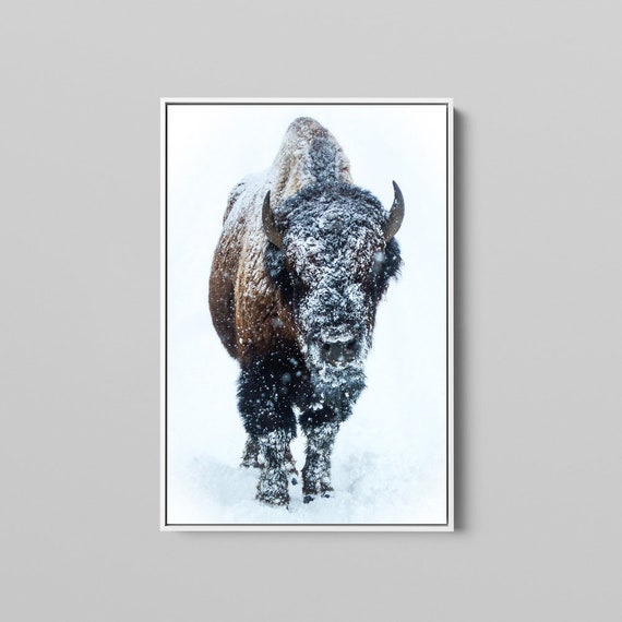 American Buffalo in Snow Original Canvas Art, Bison Canvas Print Wall Art, Buffalo Home and Office Art Print Wall Decor