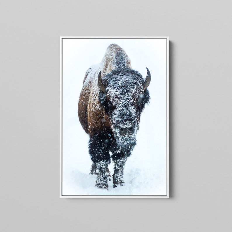 May include: A brown and black bison stands in a snowy field, looking directly at the camera. The bison is covered in snow, and the background is a white snowy field.