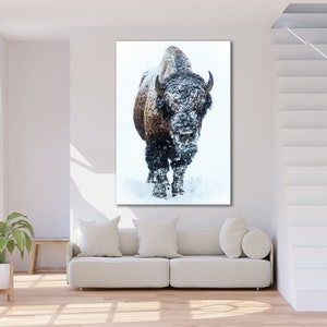 May include: A large brown and black bison stands in a snowy field, looking directly at the camera. The bison is covered in snow, and the background is a white snowy field.