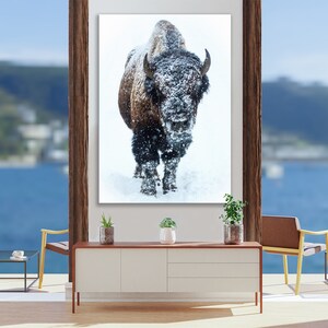 May include: A large brown and black bison stands in a snowy field, looking directly at the camera. The bison is covered in snow, and the background is a white snowy field.