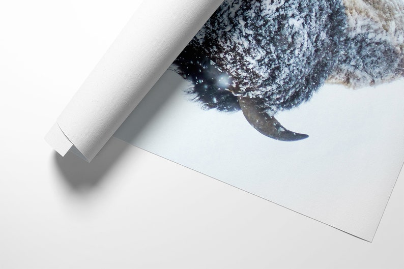 May include: A close-up of a bison's head covered in snow. The bison is looking to the right, and its horn is visible. The background is a snowy field.