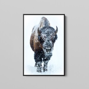 May include: A brown and black bison stands in a snowy field, looking directly at the camera. The bison is covered in snow, and the snow is falling around it.